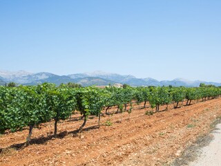 Tenuta Binissalem Ambiente 61