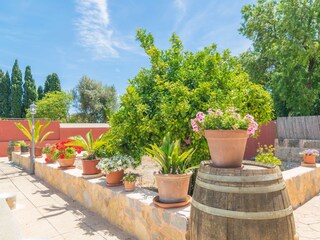 Tenuta Binissalem Registrazione all'aperto 29