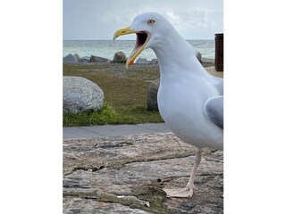 Casa de vacaciones Glowe Entorno 23