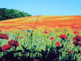 wunderschöne Rügenlandschaft