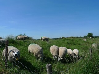 Appartamento per vacanze Oostkapelle Ambiente 15