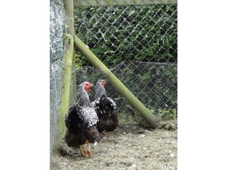 Appartamento per vacanze Oostkapelle Registrazione all'aperto 4