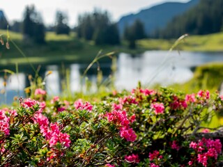 Vakantieappartement Schröcken Omgeving 29