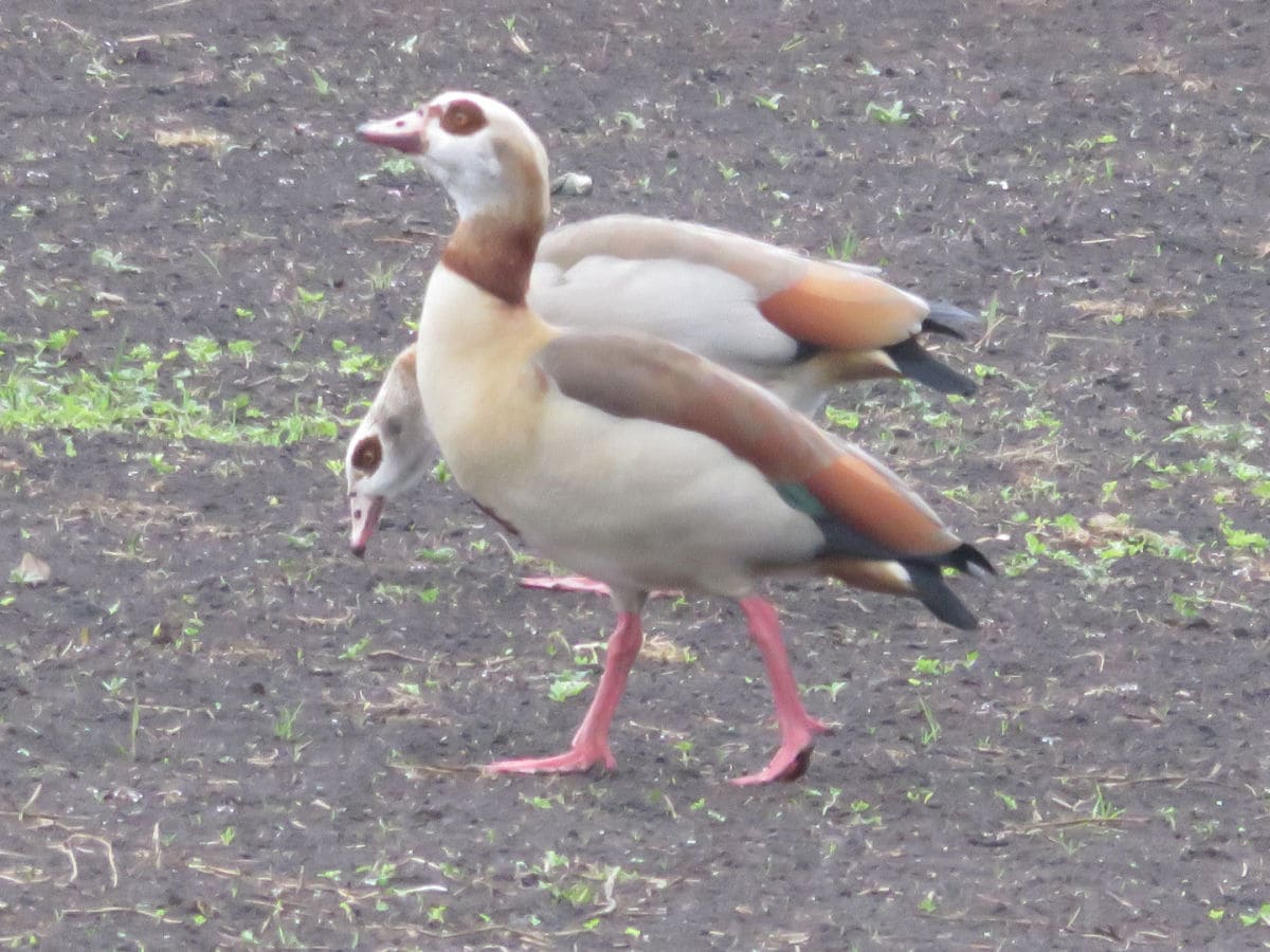 Nilgänse, wer sitzt in "unserem" Nest