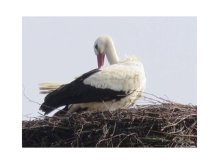 Holiday apartment Ihlow Outdoor Recording 5