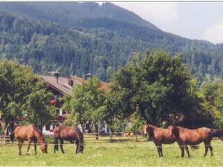 Pferde vor unserem Hof