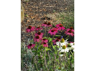 Ferienwohnung Trierweiler Außenaufnahme 6