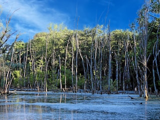 Petit Camargue im Elsass (nahe Bad Bellingen)