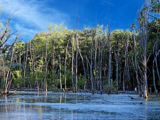 Petit Camargue in Alsace (near Bad Bellingen)