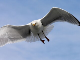 Möwe im Anflug