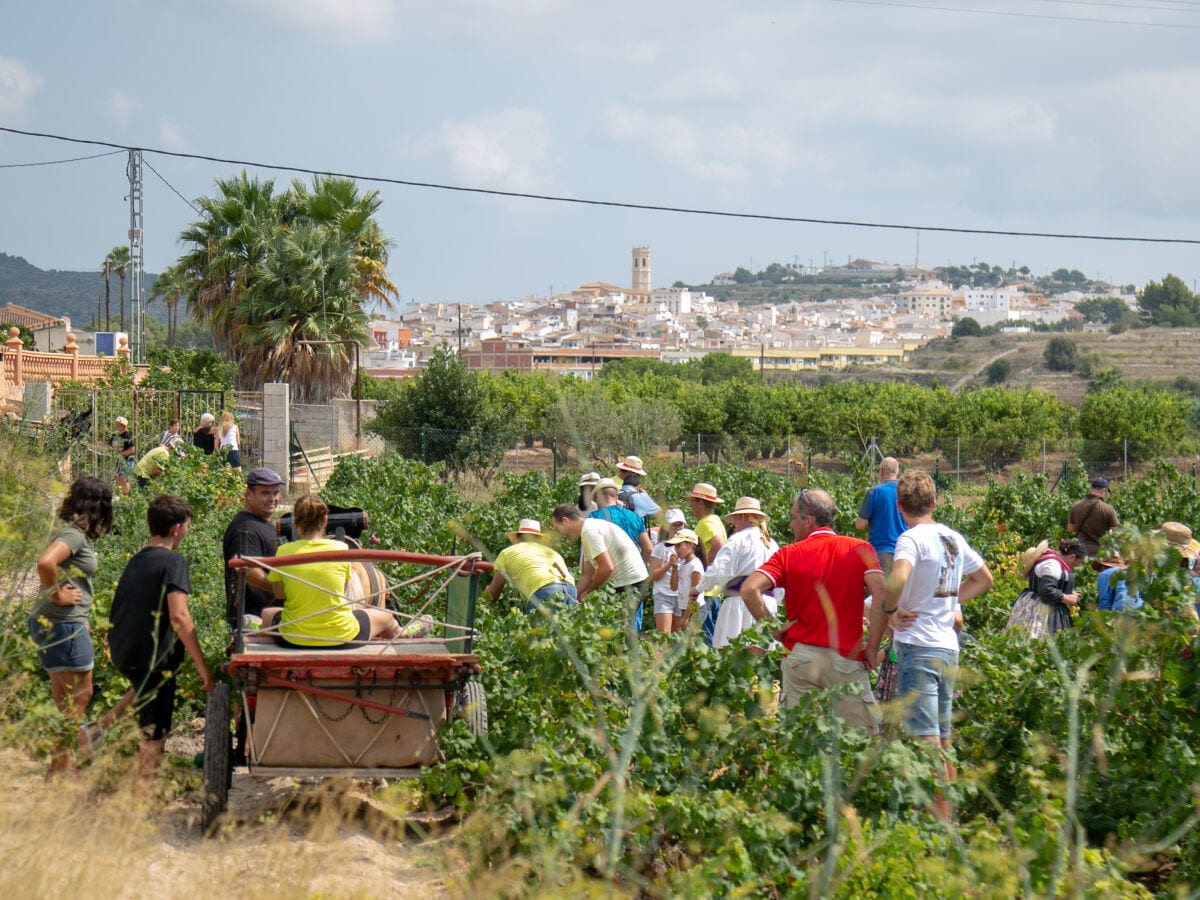 Teulada Moscatel Traube