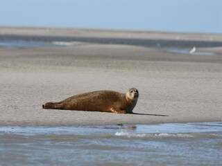 Casa de vacaciones Auxi-le-Château Entorno 43