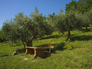 Breakfast place witin the olive grove