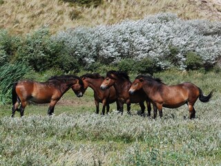 Casa per le vacanze Egmond aan Zee Ambiente 18