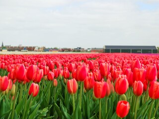 Tulpen