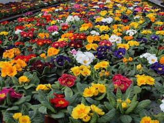 eigene Blumen und Gemüse