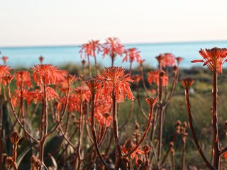 Wild flowers