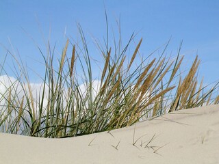 Strandhafer am Loog-Strand