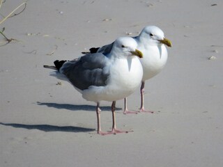 Möwen