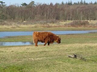 Hochlandkuh in den Dünen