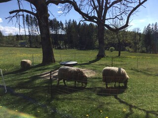 Farmhouse St. Georgen im Schwarzwald  15