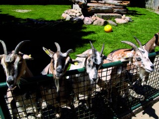 Tierpark Tinnum