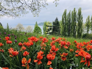 Mainau