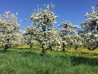 Frühling am Bodensee