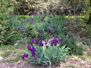 Irisblüte in April