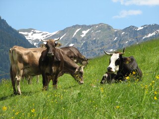 Appartamento per vacanze Fischen im Allgäu Ambiente 19