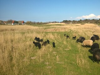 Vakantieappartement Callantsoog Omgeving 28