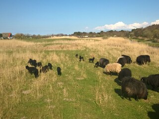 Vakantieappartement Callantsoog Omgeving 29