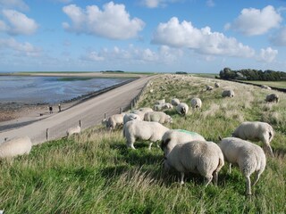 Apartamento de vacaciones De Koog Entorno 20