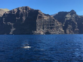 Delfine vor der Küste von Gigantes