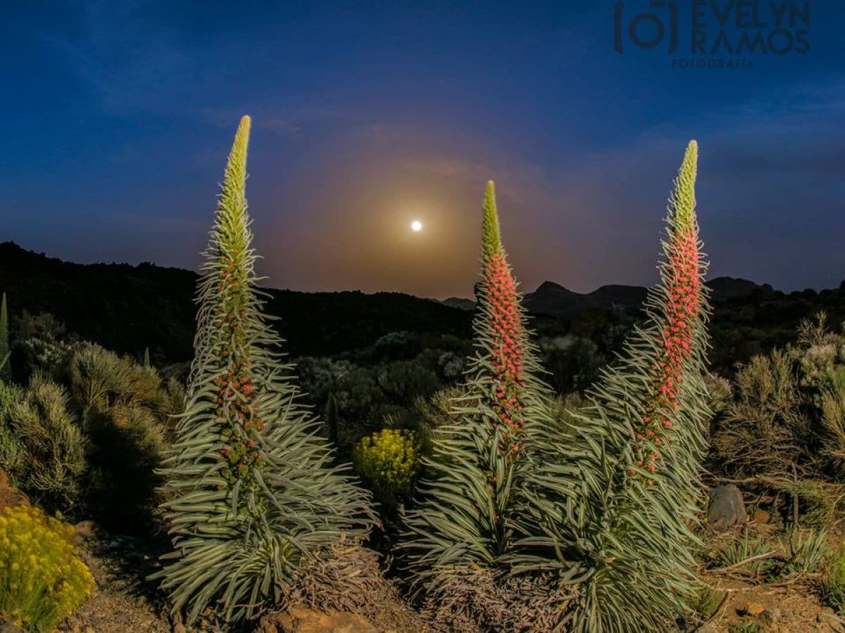 am Teide