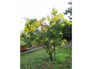 Casa per le vacanze Diano Marina Registrazione all'aperto 8