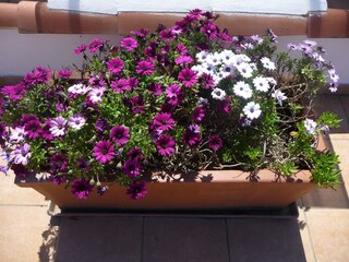 Casa per le vacanze Diano Marina Registrazione all'aperto 10