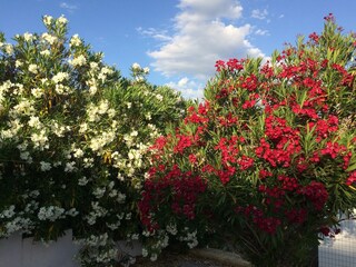 Maison de vacances Caparrone  38