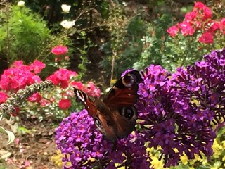 Our guests in the garden