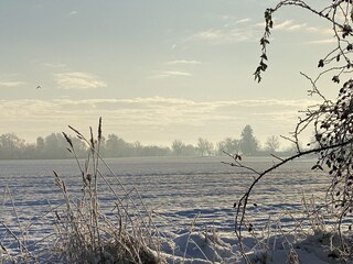 Garden in the snow