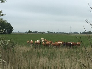 Ferienwohnung St. Peter-Ording Umgebung 18