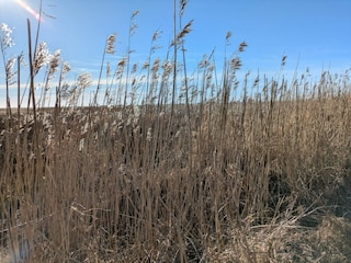Ferienhaus Blåvand  8