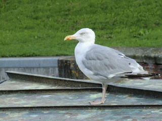 Möwe auf der Kaimauer