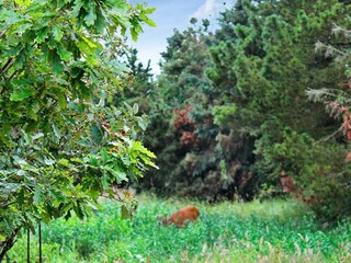Maison de vacances Toftum  16