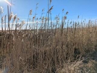 Vakantiehuis Blåvand  35