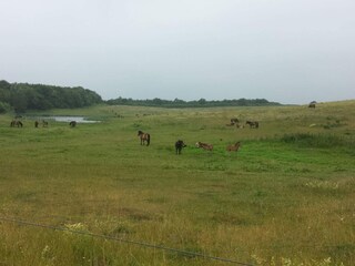 Holiday house Bagenkop  20