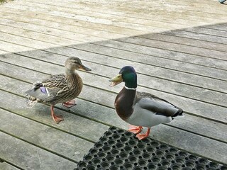 Ferienhaus Otterndorf  3