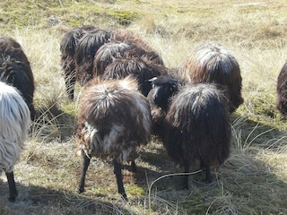 Ferienhaus Grömitz  20
