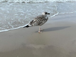 Ferienhaus Saltum  31