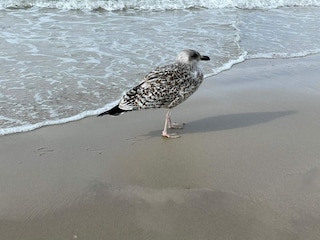 Vakantiehuis Saltum  31